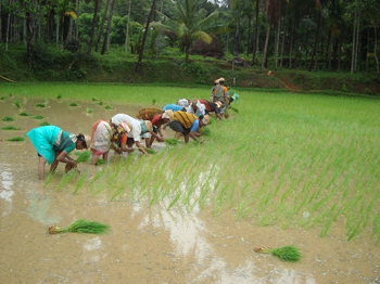Farm lands 1